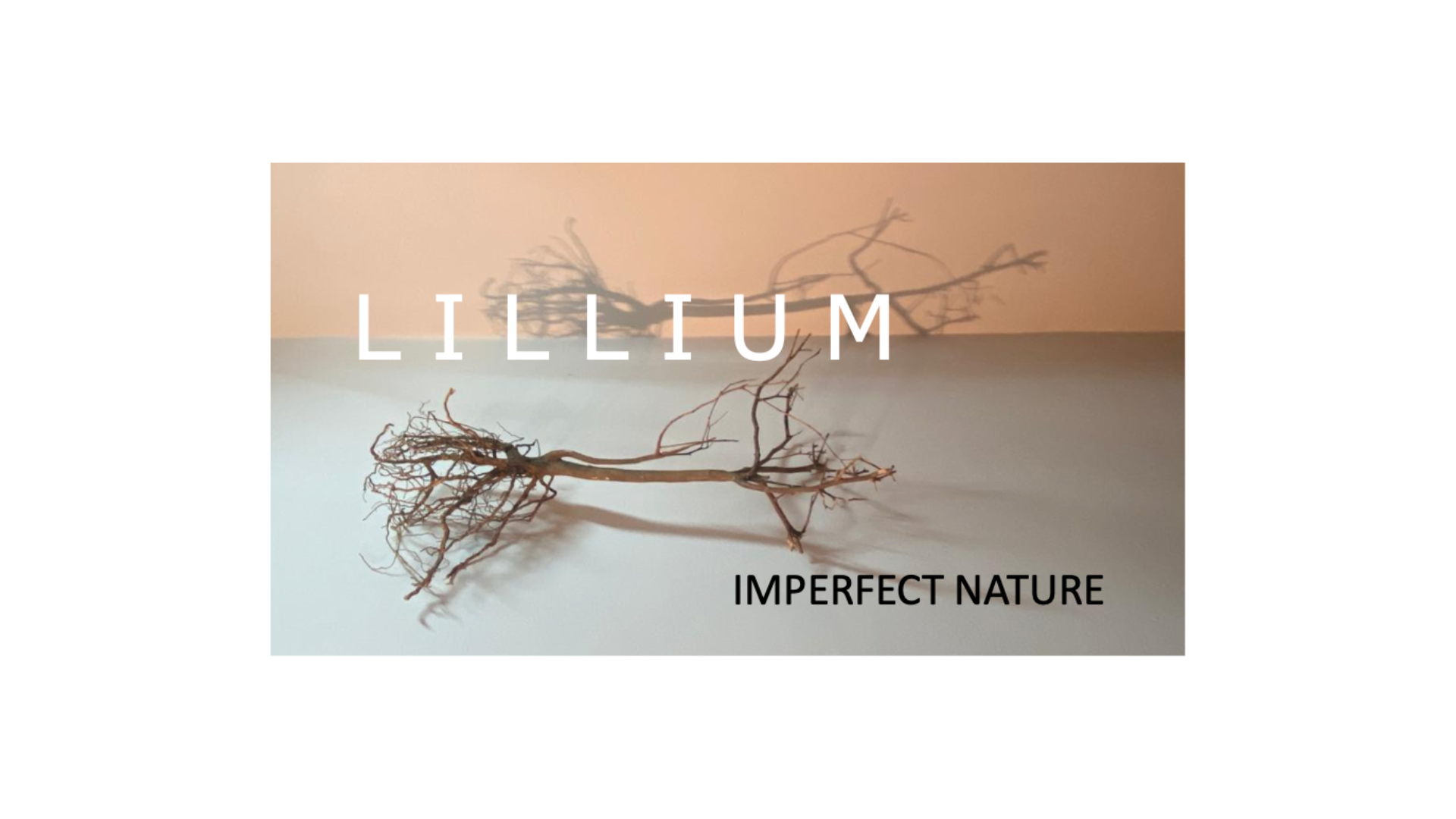 Dried botanical flowers — LILLIUM research