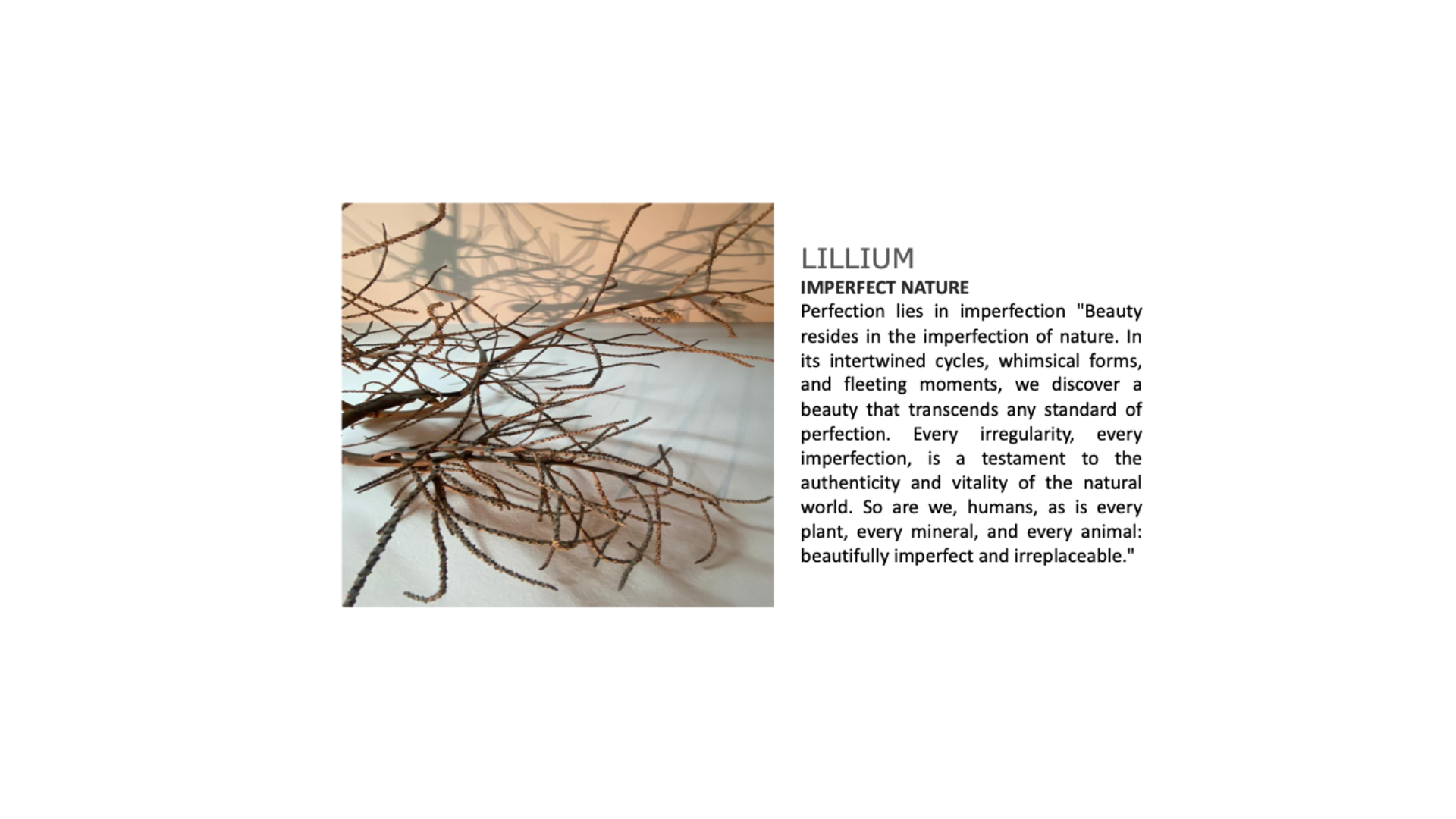 Pressed botanical specimens — natural heritage