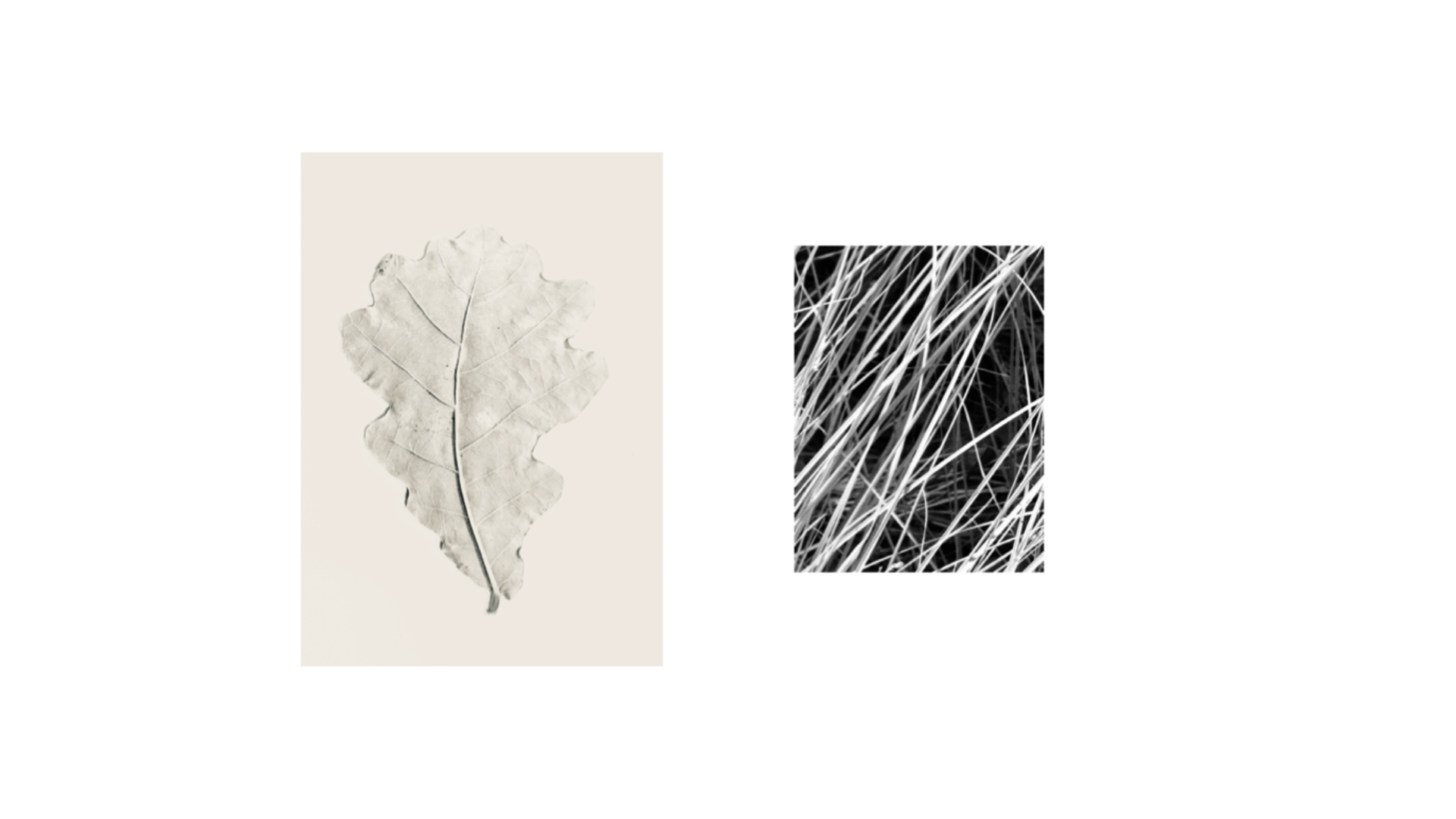 Botanical pressed flowers — nature art